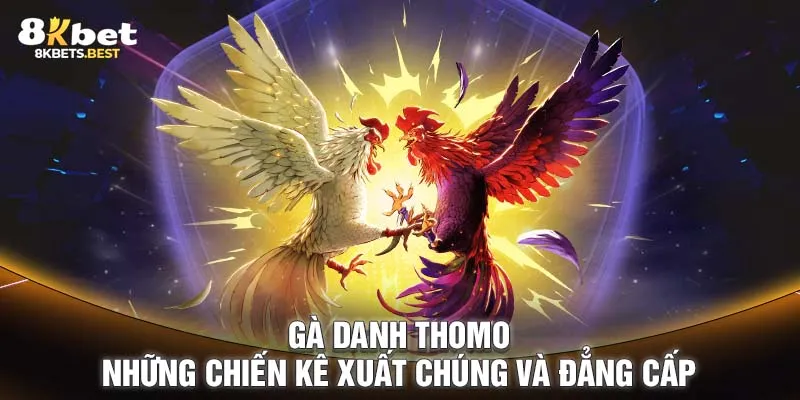 Gà Danh Thomo - Những Chiến Kê Xuất Chúng Và Đẳng Cấp