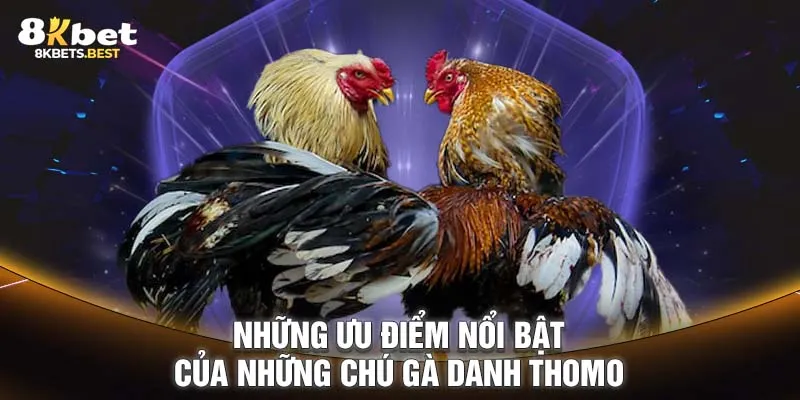 Những ưu điểm nổi bật của những chú gà danh Thomo