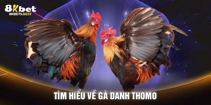 Tìm hiểu về gà danh Thomo